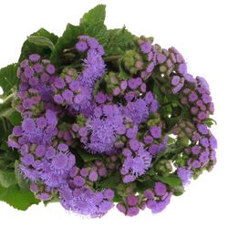 Ageratum lila 60cm