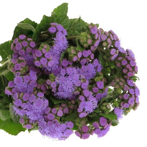 Ageratum lila 60cm