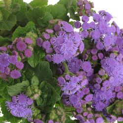 Ageratum lila 60cm