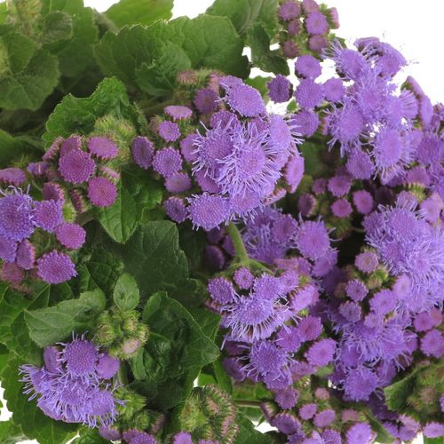 Ageratum lila 60cm
