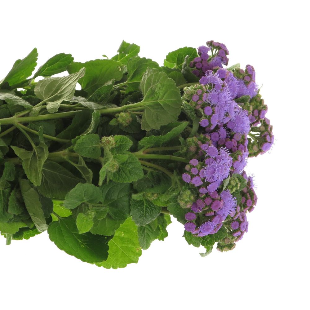 Ageratum lila 60cm