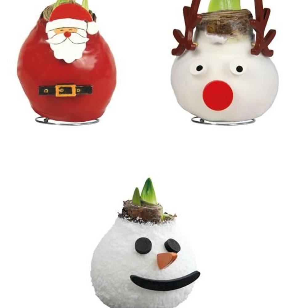 Amar.Bol Wachs Weihnachten mix rote Bl. 30cm H022