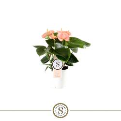 Anth.lachs Spirit T09 H030