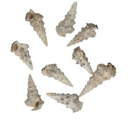 Muscheln Cerethium Nodolosum natur 750gr