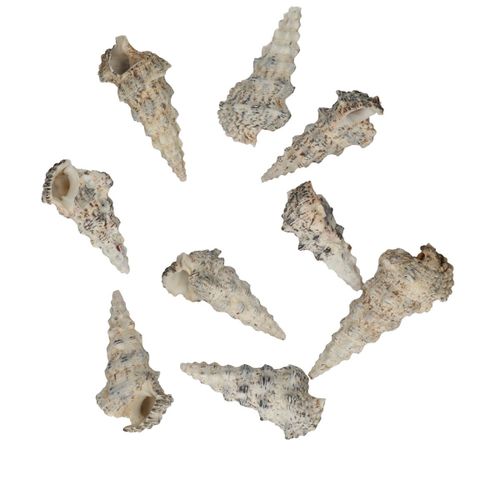 Muscheln Cerethium Nodolosum natur 750gr