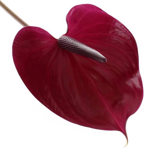 Anthurium lila Maravilla Blüte 11cm