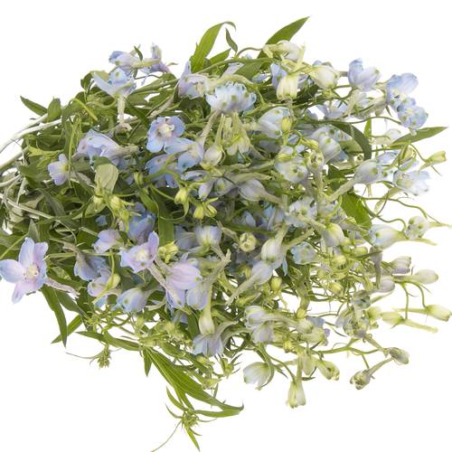 Delphinium hell blau Ballkleid 70 cm