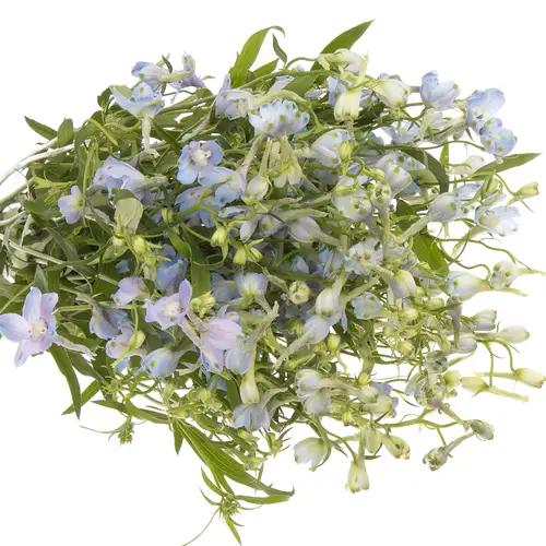 Delphinium hell blau Ballkleid 70 cm