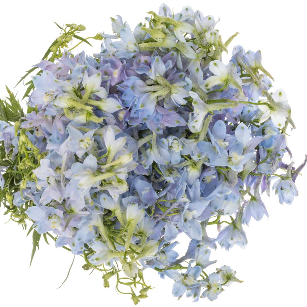 Delphinium hell blau Ballkleid extra 70cm