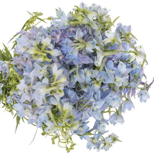 Delphinium hell blau Ballkleid extra 70cm