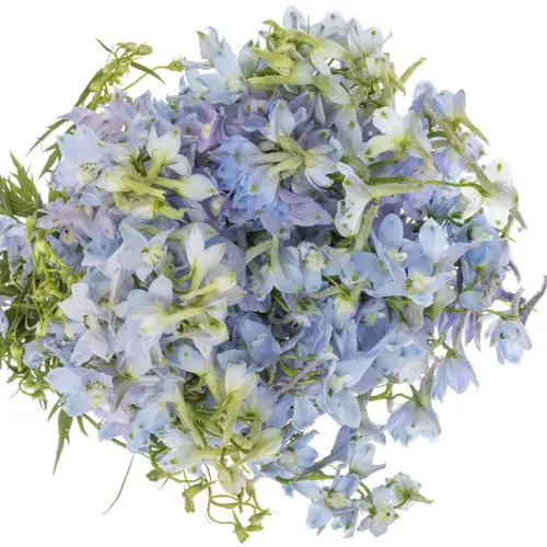 Delphinium hell blau Ballkleid extra 70cm