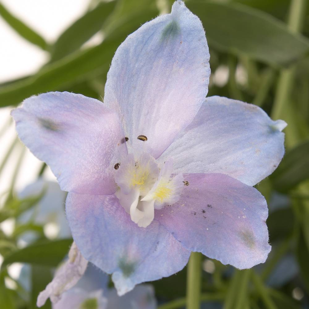 Delphinium hell blau Ballkleid 70 cm