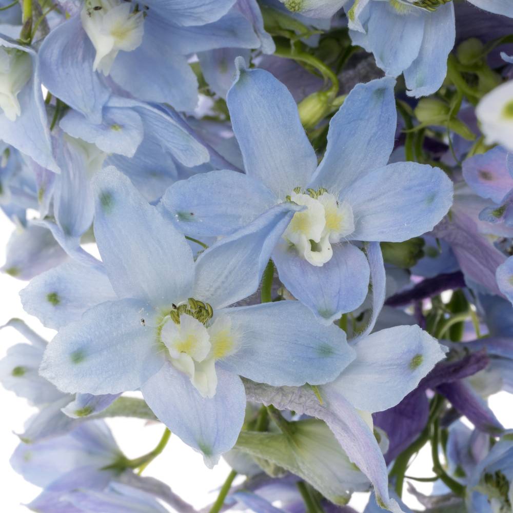 Delphinium hell blau Ballkleid extra 70cm