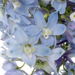 Delphinium hell blau Ballkleid extra 70cm