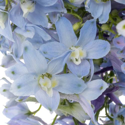 Delphinium hell blau Ballkleid extra 70cm
