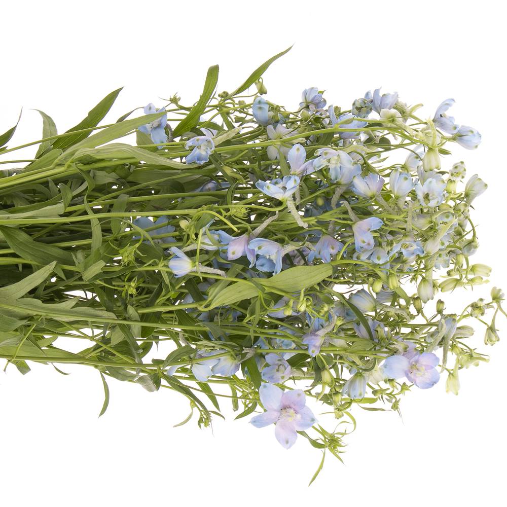 Delphinium hell blau Ballkleid 70 cm
