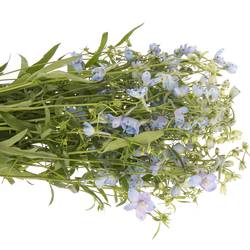 Delphinium hell blau Ballkleid 70 cm