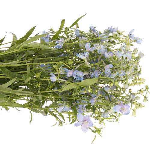 Delphinium hell blau Ballkleid 70 cm