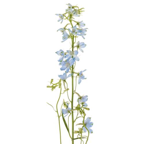 Delphinium hell blau Ballkleid extra 70cm