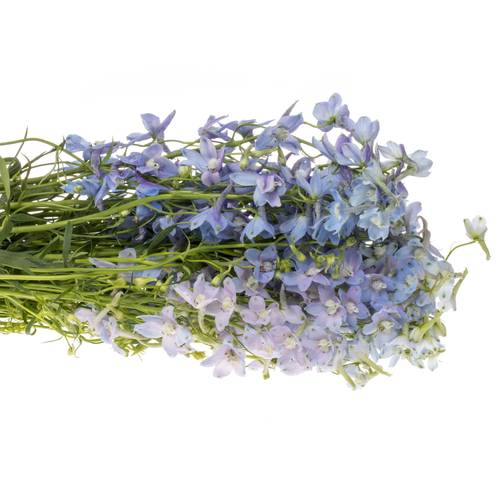 Delphinium hell blau Ballkleid extra 70cm