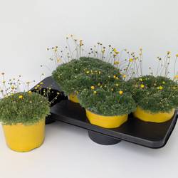 Cotula gelb Hspida T17 H030