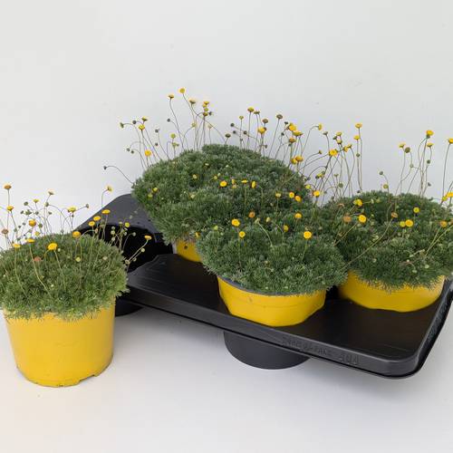 Cotula gelb Hspida T17 H030