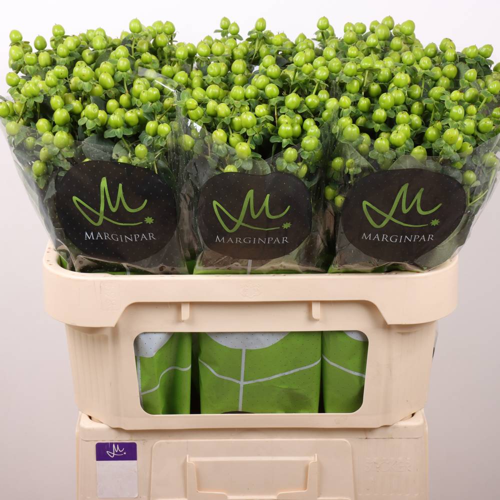 Hypericum grün Sisu Charm 70cm