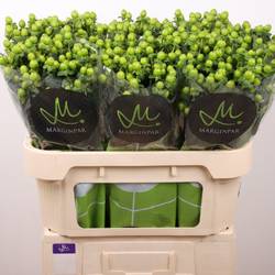 Hypericum grün Sisu Charm 70cm