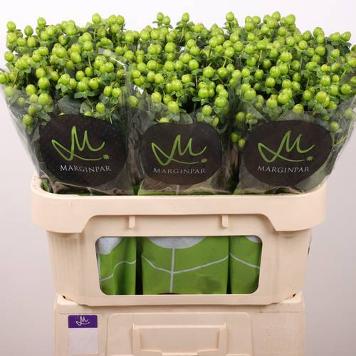 Hypericum grün Sisu Charm 70cm