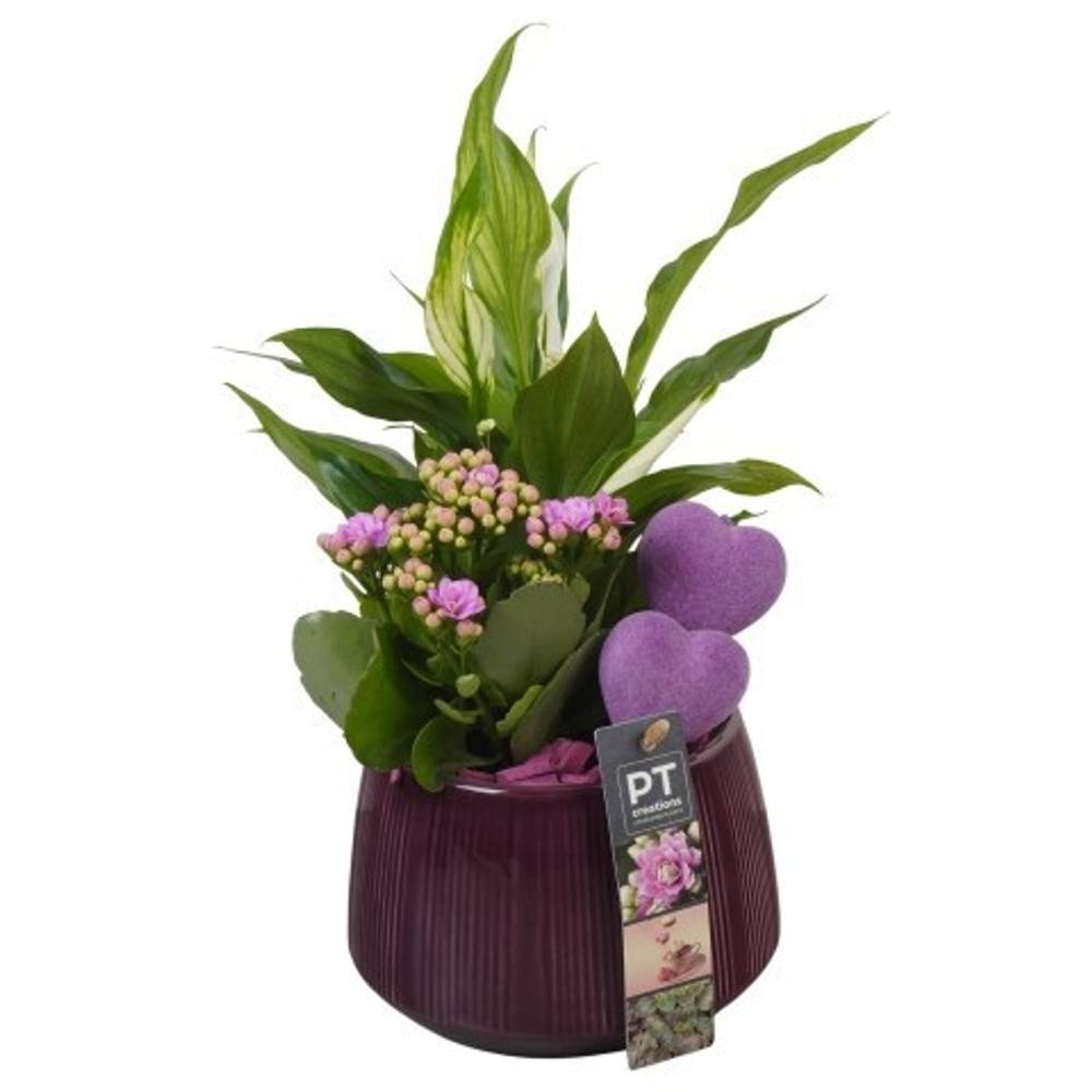 Spath.Arr PTVMB2243 T14 H032