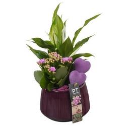 Spath.Arr PTVMB2243 T14 H032