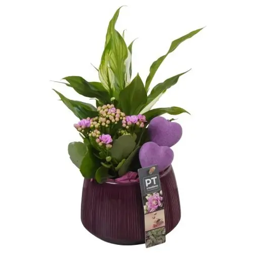 Spath.Arr PTVMB2243 T14 H032