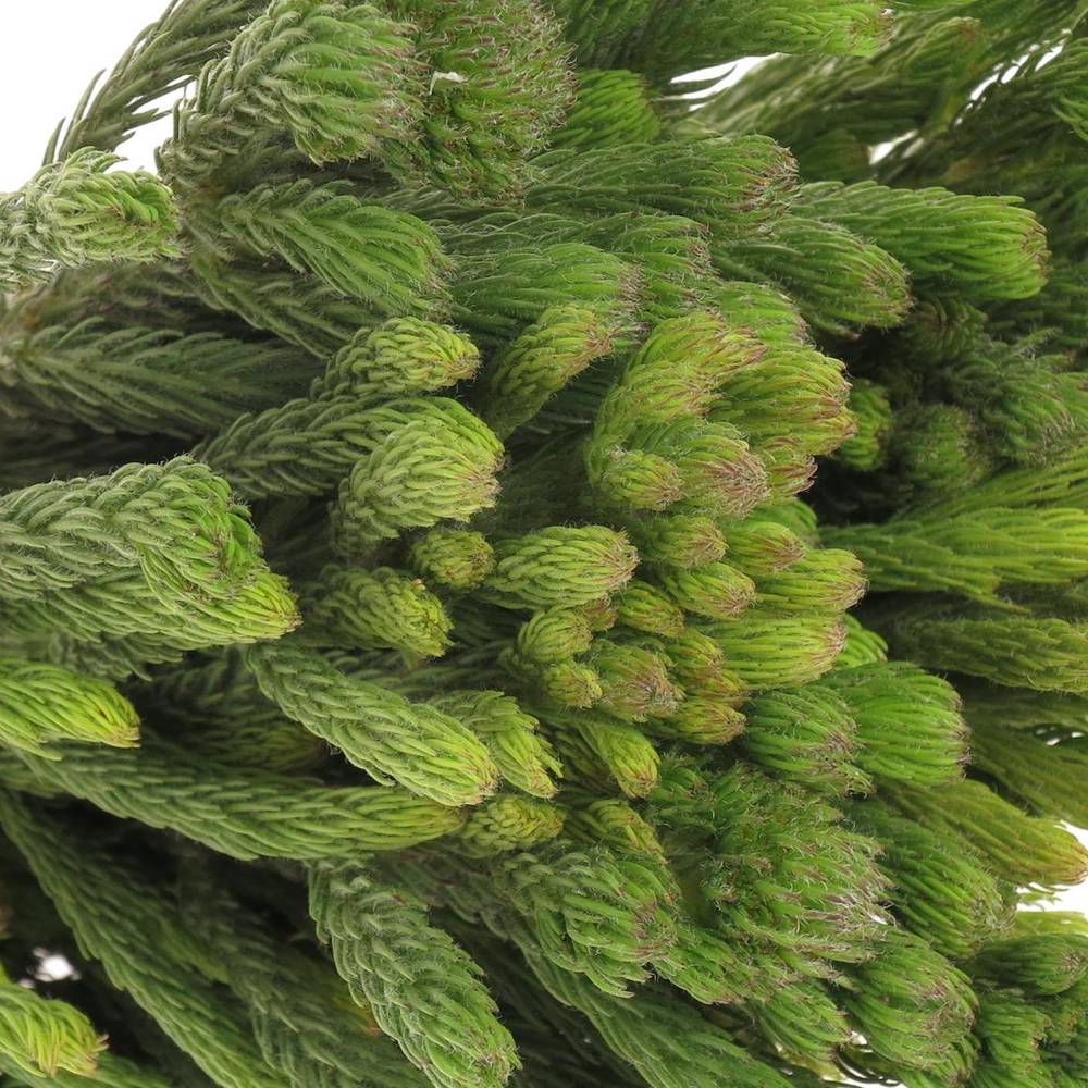 Brunia Albiflora grün 60cm