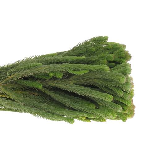 Brunia Albiflora grün 60cm