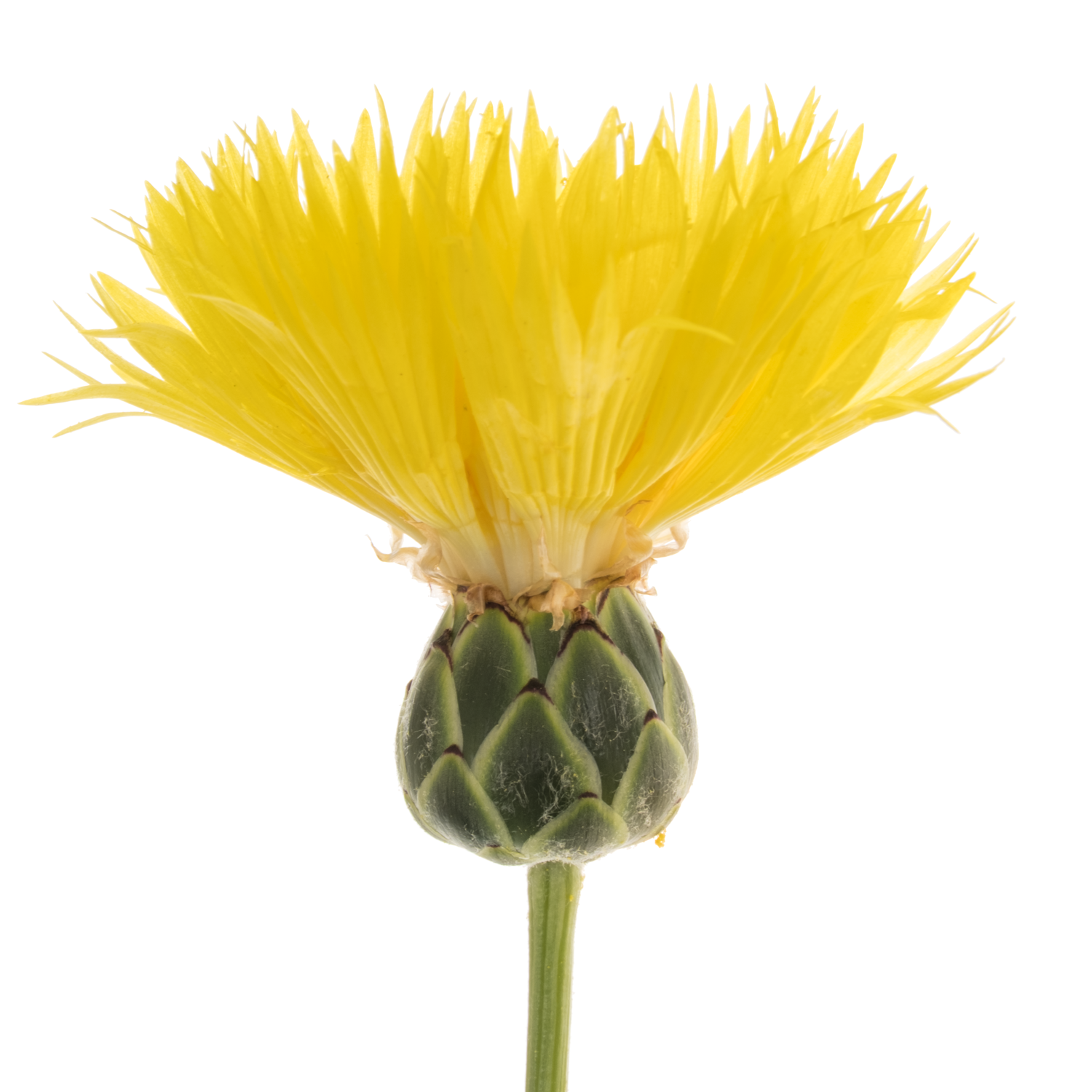 Centaurea gelb Moschata Sun 50cm