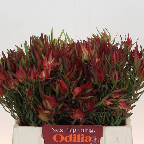 Leucadendron rot Fireglow verzweigt 40cm