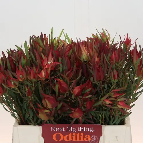 Leucadendron rot Fireglow verzweigt 40cm