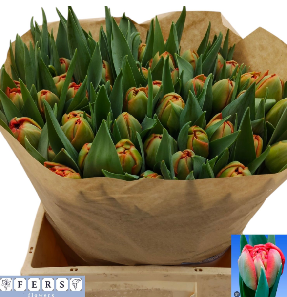 Tulpe orange/rot Limerick 56 Gramm