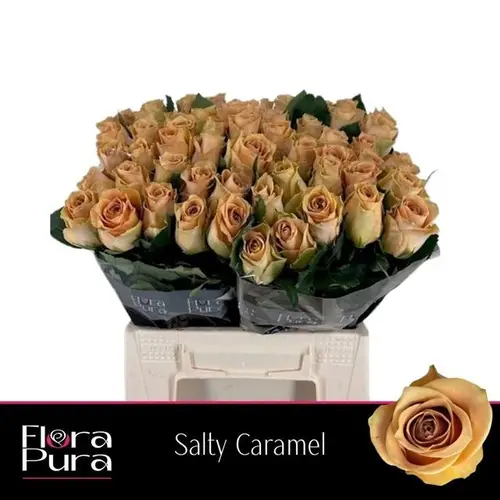 Rose apricot Salty Caramel 35cm