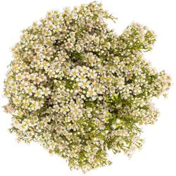 Wachsflower creme/weiss  Pearl Buttons 90 Gramm 70cm