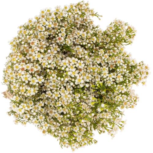 Wachsflower creme/weiss  Pearl Buttons 90 Gramm 70cm