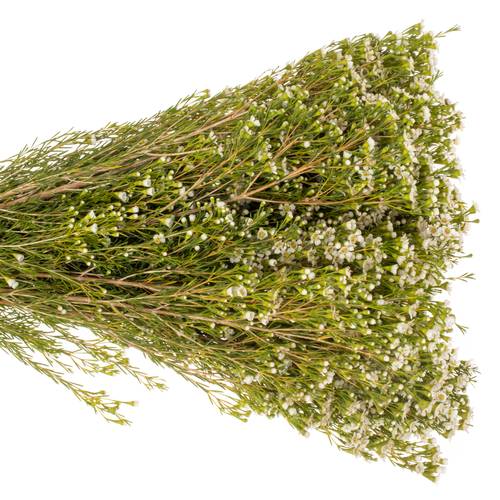 Wachsflower creme/weiss  Pearl Buttons 90 Gramm 70cm