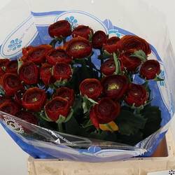 Ranunkel violet Success Nerone 40cm x 30