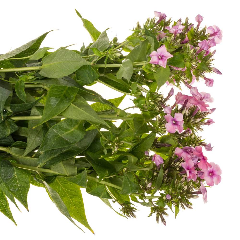 Phlox rosa Kiki 60cm