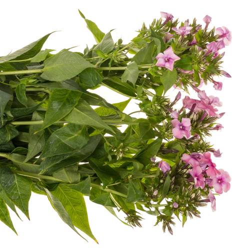 Phlox rosa Kiki 60cm