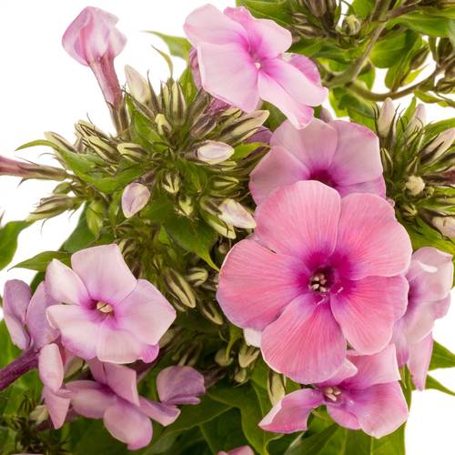 Phlox rosa Kiki 60cm