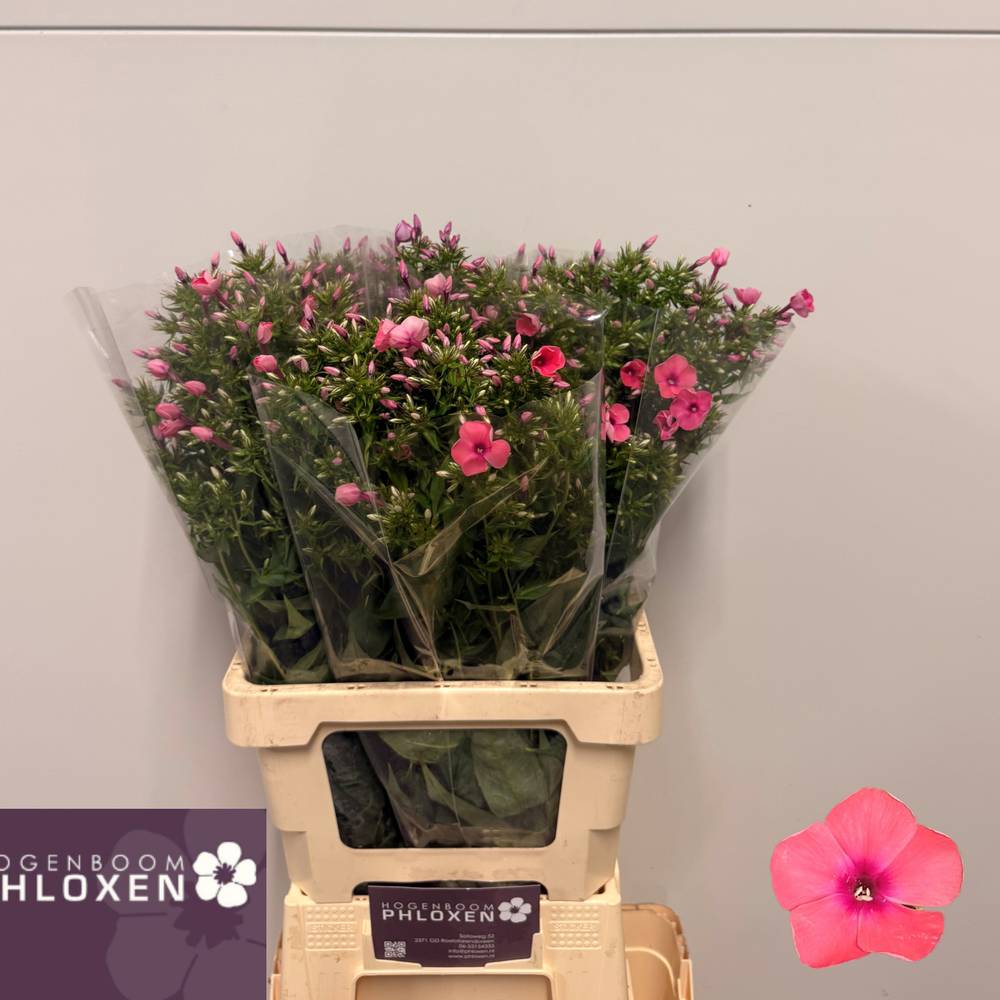 Phlox rosa Kiki 60cm
