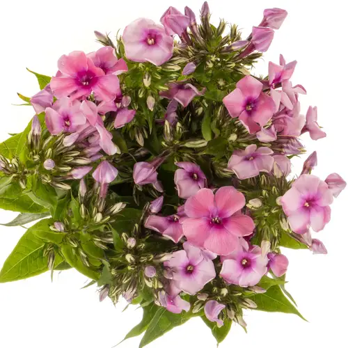 Phlox rosa Kiki 60cm