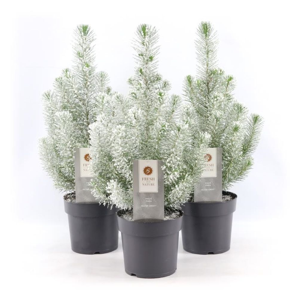 Pinus Pin Silver T17 H50 +snee
