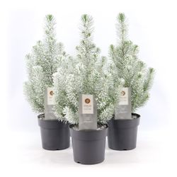 Pinus Pin Silver T17 H50 +snee